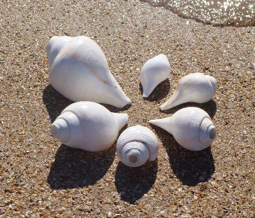Conqueshell 482c6b1b19d48